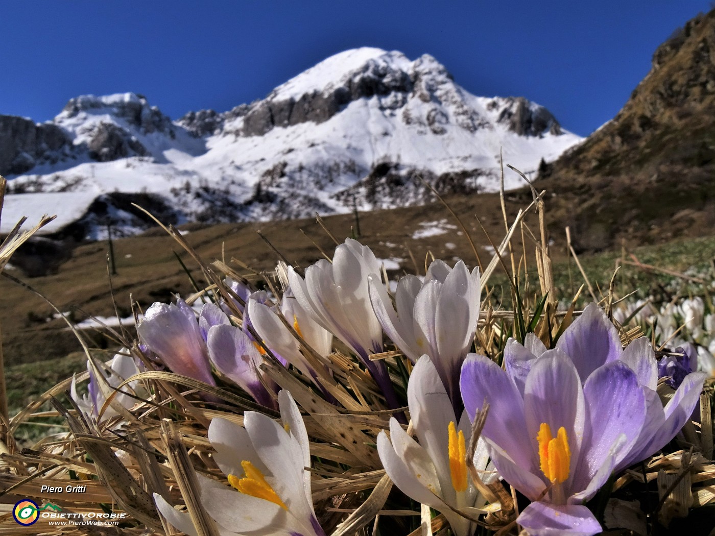01 Fioriti i Crocus vernus sui pascoli alla Baita del Camoscio (1750 m).JPG